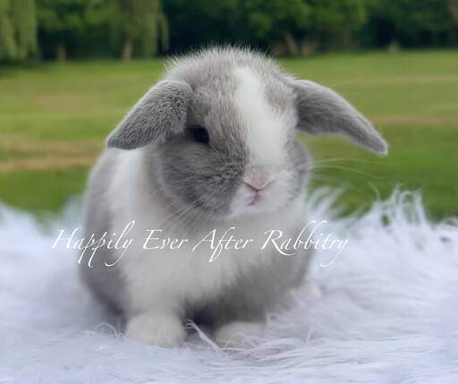 Fluffy companionship at your fingertips - Browse our selection of rabbits for sale.