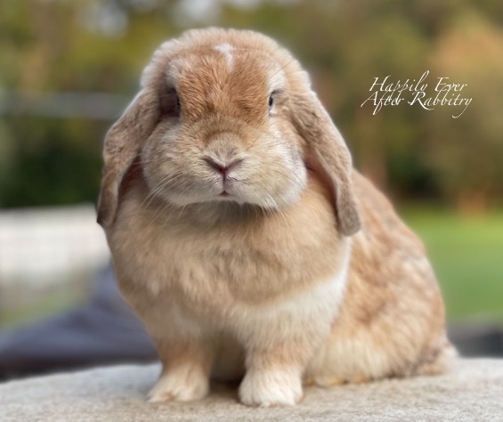 Adopt a bunny today - give a rabbit a loving home.