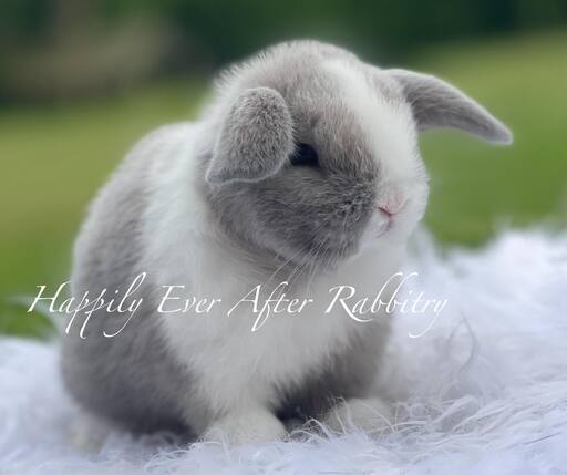 Fluffy companionship at your fingertips - Browse our selection of rabbits for sale.