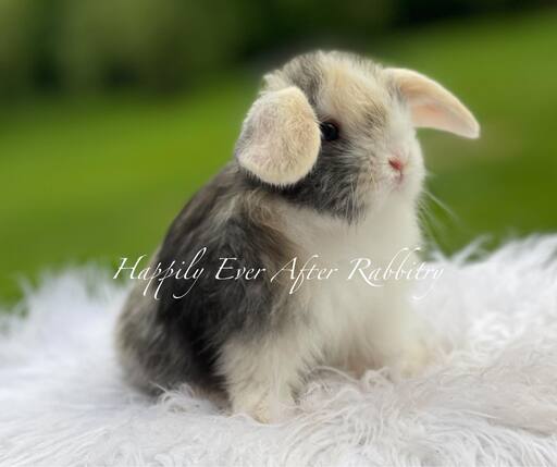 Adopt Your New Bunny Companion - Holland Lop for Sale