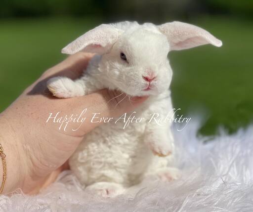 Discover Available Mini Plush Lop Bunnies in NJ, PA, and NY