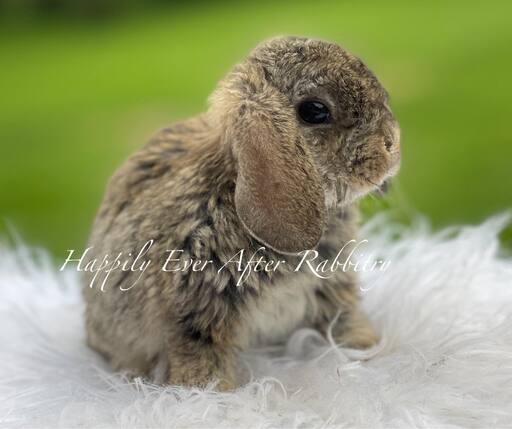 Charming bunnies seeking loving families