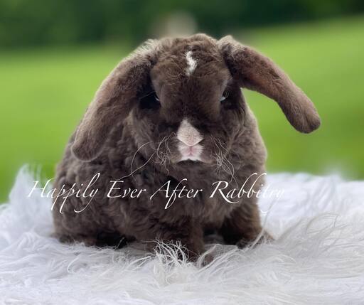 Adopt Your New Bunny Companion - Mini Plush Lop for Sale