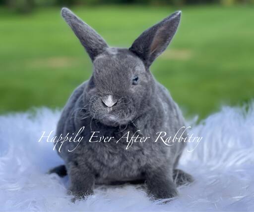 Mini Rex Rabbits For Sale - Your Perfect Companion Awaits