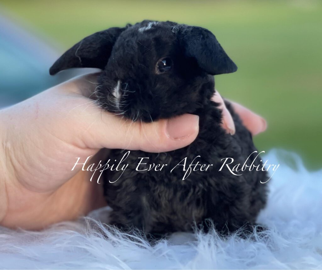 Sweet Mini Plush Lop Bunny Looking for a Forever Home