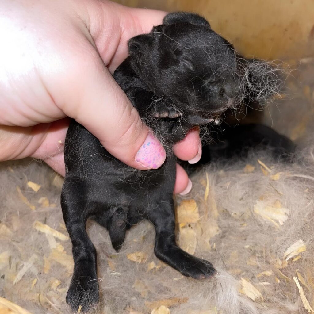 black mini rex 