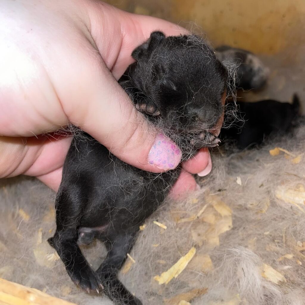 black mini rex 