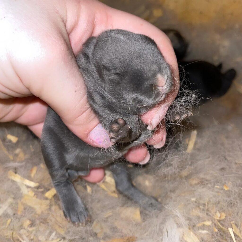 blue vienna mini rex 