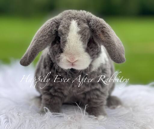 Cuddle-ready Mini Plush Lop Bunny Seeking a Loving Family