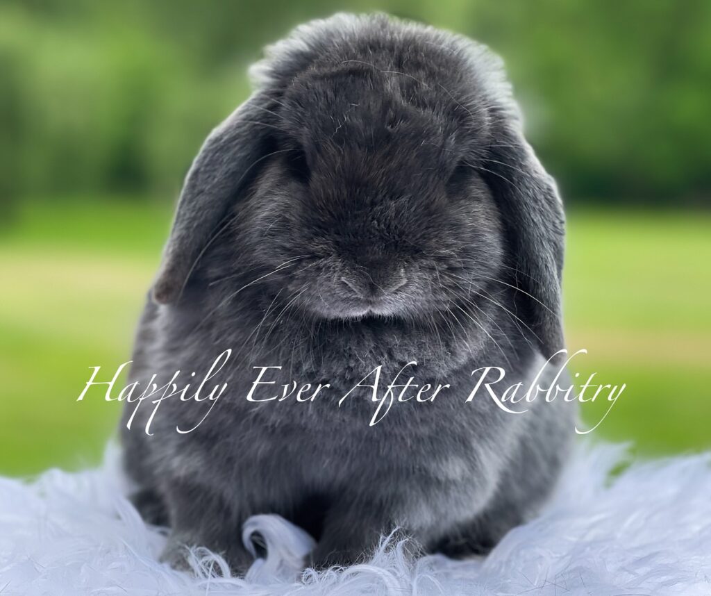 Adorable bunnies for adoption near me - find your perfect pet rabbit today