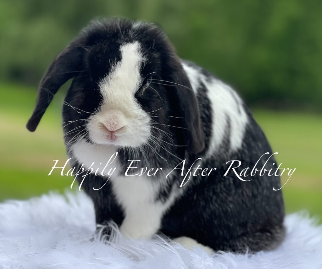 Cute bunnies for adoption - bring home a new furry friend today.