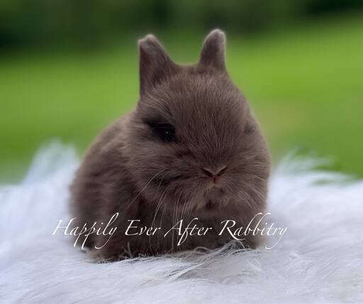 Explore Our Netherland Dwarfs - Perfect Bunnies for Sale