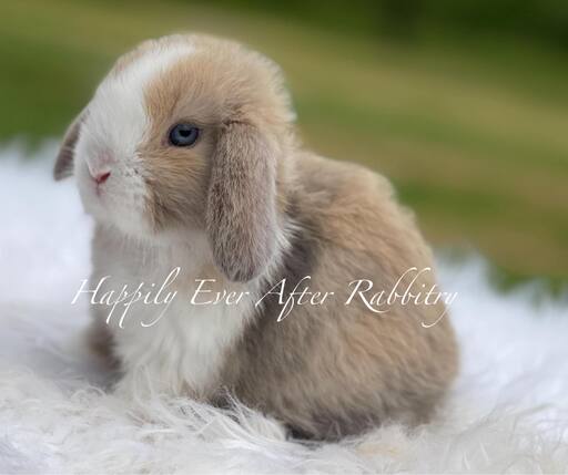 Hoppy homes wanted - Find your perfect rabbit companion in our for sale listings!