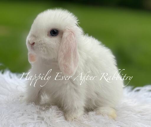 Adorable Holland Lop Bunny Available for Adoption