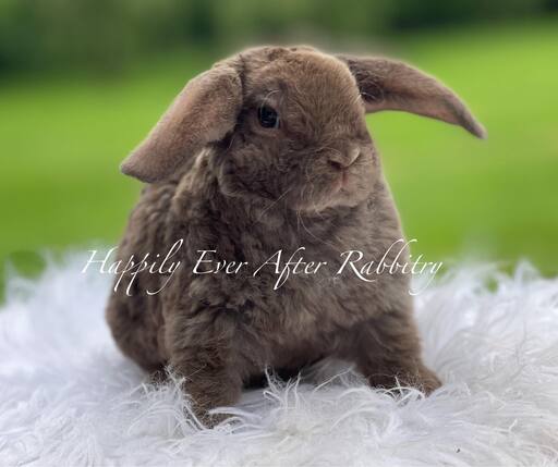 Explore Our Bunnys for Sale - Mini Plush Lop Edition