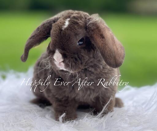 Adopt Your New Bunny Companion - Mini Plush Lop for Sale