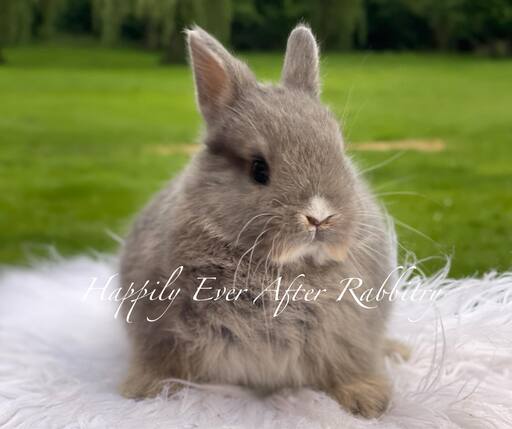 Purebred Netherland Dwarf rabbit for sale, compact and gentle, great for indoor pets and small spaces.