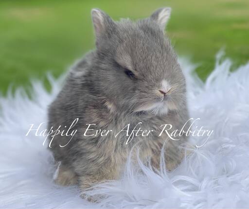 Purebred Netherland Dwarf rabbit for sale, compact and gentle, great for indoor pets and small spaces.