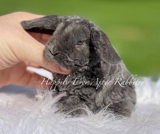 rabbit for sale near me