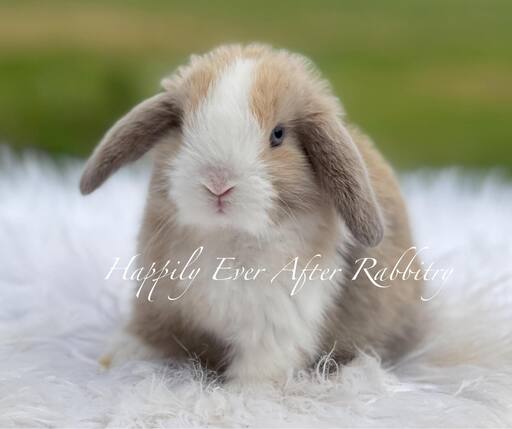 Hoppy homes wanted - Find your perfect rabbit companion in our for sale listings!