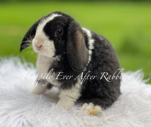 friendly mini plush lop for sale 