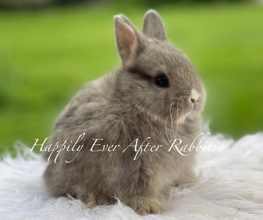 Purebred Netherland Dwarf rabbit for sale, compact and gentle, great for indoor pets and small spaces.