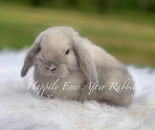 Find Your Ideal Holland Lop Companion for Adoption