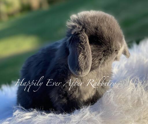 Embark on a furry adventure - Bunny for sale, your new friend beckons