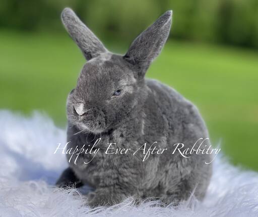 Mini Rex Rabbits For Sale - Your Perfect Companion Awaits