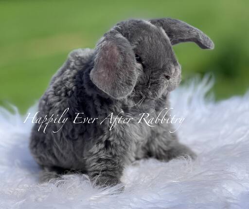 Cute Mini Plush Lop Bunnys Ready for New Homes