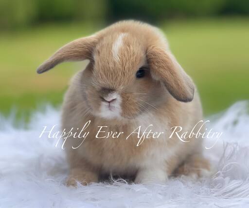 Discover love in every hop - Explore our charming rabbits for sale!