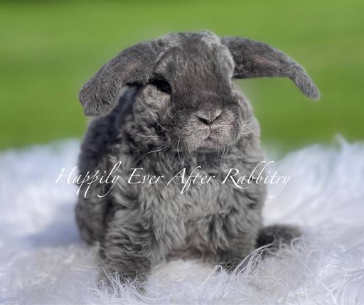 Cute Mini Plush Lop Bunnys Ready for New Homes