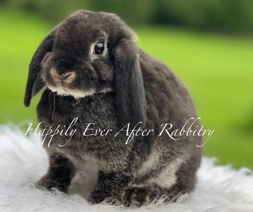 Discover a variety of rabbits looking for new homes