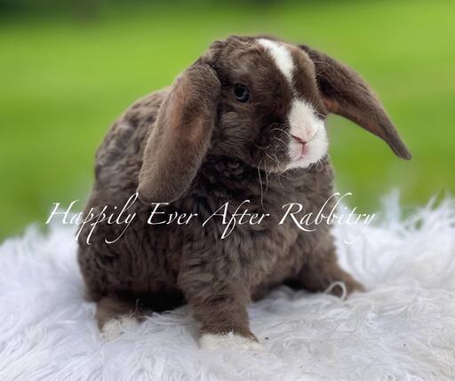 Mini Plush Lop Bunnies Looking for Loving Homes