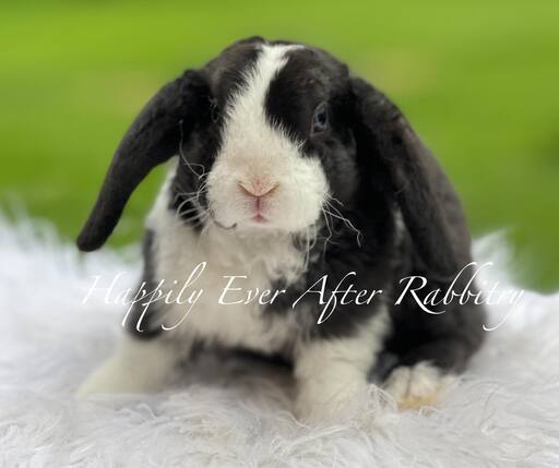 friendly mini plush lop for sale 