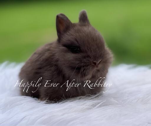 Explore Our Netherland Dwarfs - Perfect Bunnies for Sale