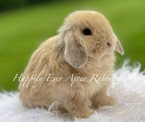 Looking for a new bunny friend? Check out our rabbits for sale