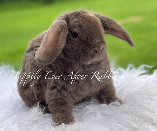 Explore Our Bunnys for Sale - Mini Plush Lop Edition