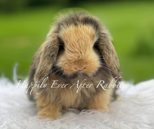 Discover Nearby Cuteness – Rabbits for Sale Near Me – Your New Companion Awaits!