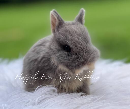 Adorable Netherland Dwarf Bunny Available for Adoption