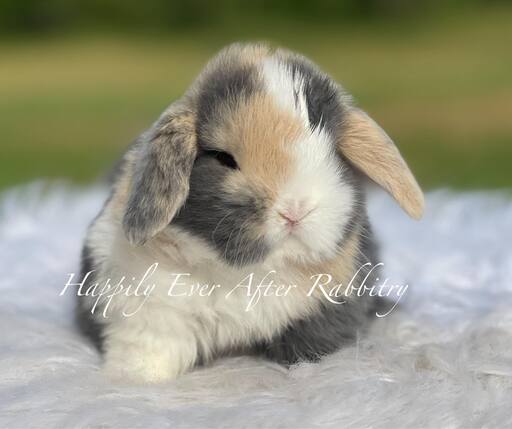 Explore Our Lovely Bunnys - Perfect Bunnies for Sale