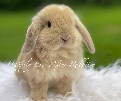 Looking for a new bunny friend? Check out our rabbits for sale