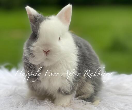 Mini Netherland Dwarf rabbit available for sale, ideal companion for pet lovers. Small size with a sweet, affectionate nature.