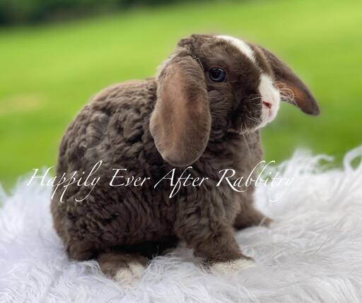 Mini Plush Lop Bunnies Looking for Loving Homes