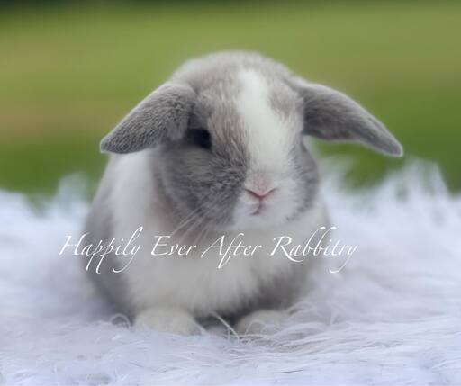 Fluffy companionship at your fingertips - Browse our selection of rabbits for sale.