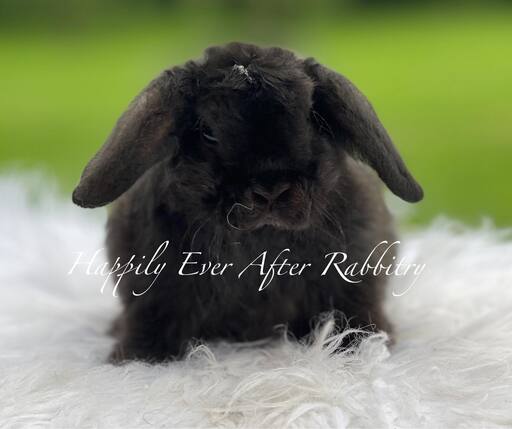 Your next furry friend awaits - Dive into our diverse rabbits for sale!