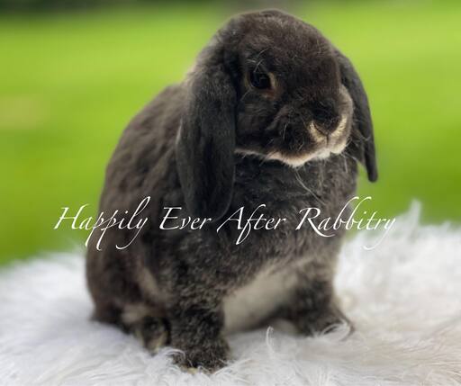 Discover a variety of rabbits looking for new homes