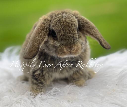 Chestnut Mini Plush Lop for sale