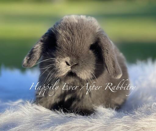 Embark on a furry adventure - Bunny for sale, your new friend beckons