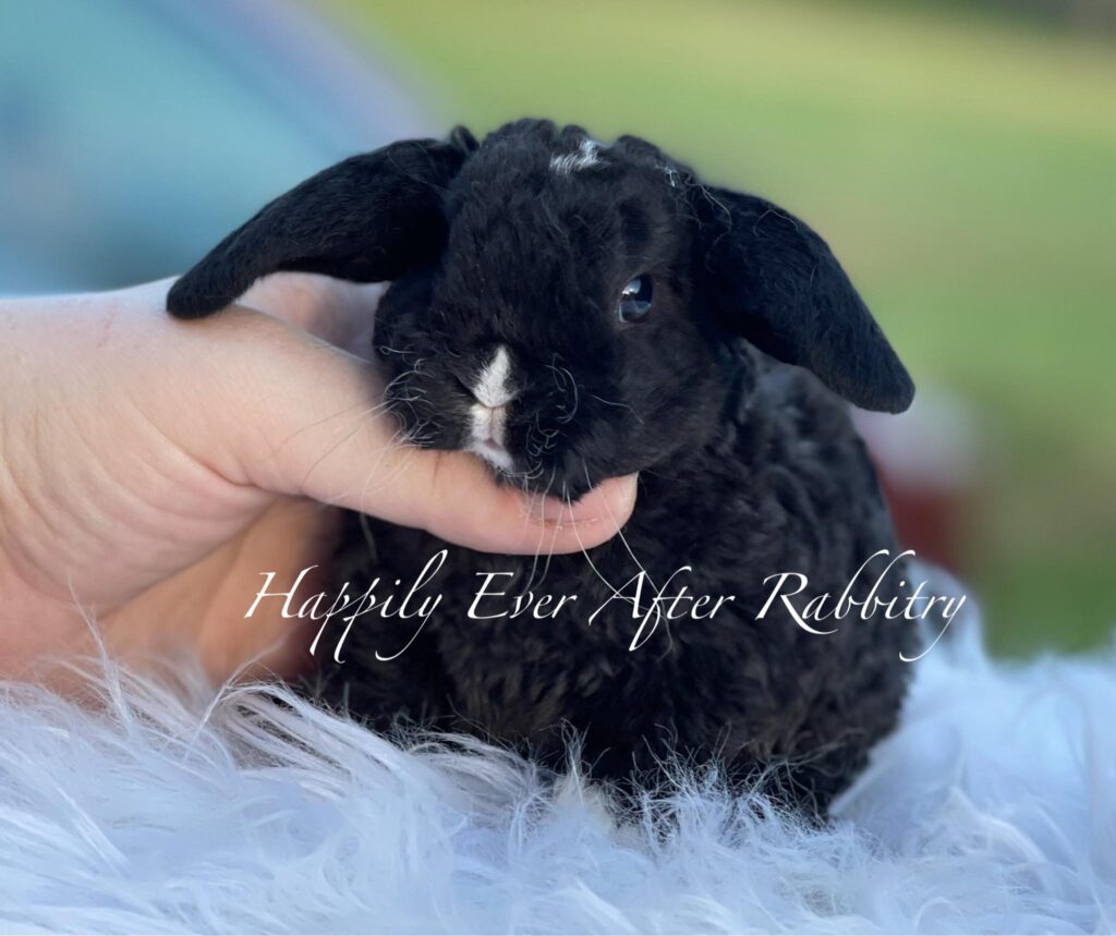 Sweet Mini Plush Lop Bunny Looking for a Forever Home